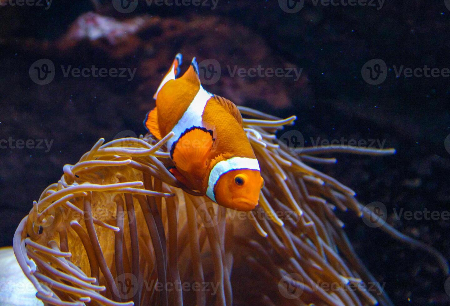 Clown fish, Anemonefish Amphiprion ocellaris swim among the tentacles of anemones, symbiosis of fish and anemones, Philadelphia, USA photo