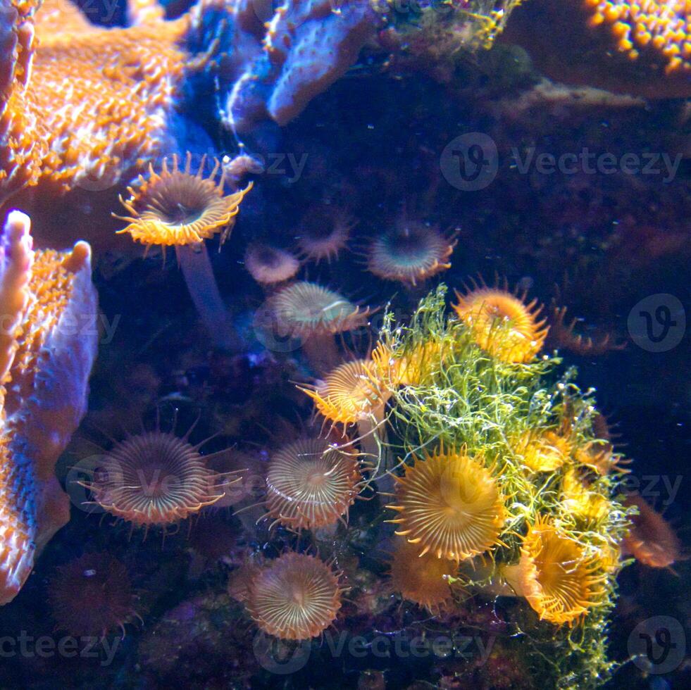 Green White Striped Polyp Zoanthus sp., Colorful button corals swaying under the sea water, USA photo