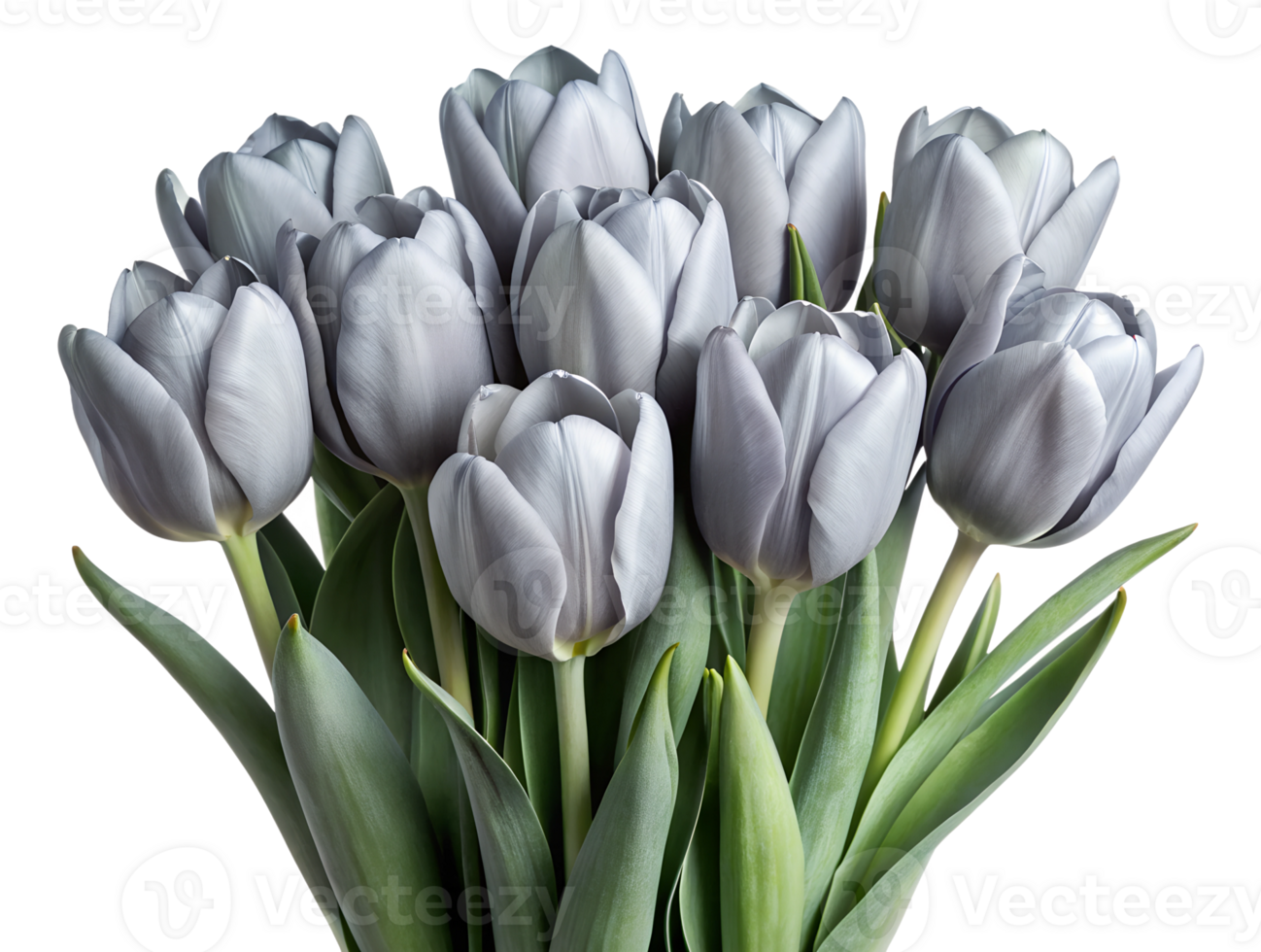 Close-up of elegant gray tulips bouquet isolated, perfect for floral design projects, transparent file png