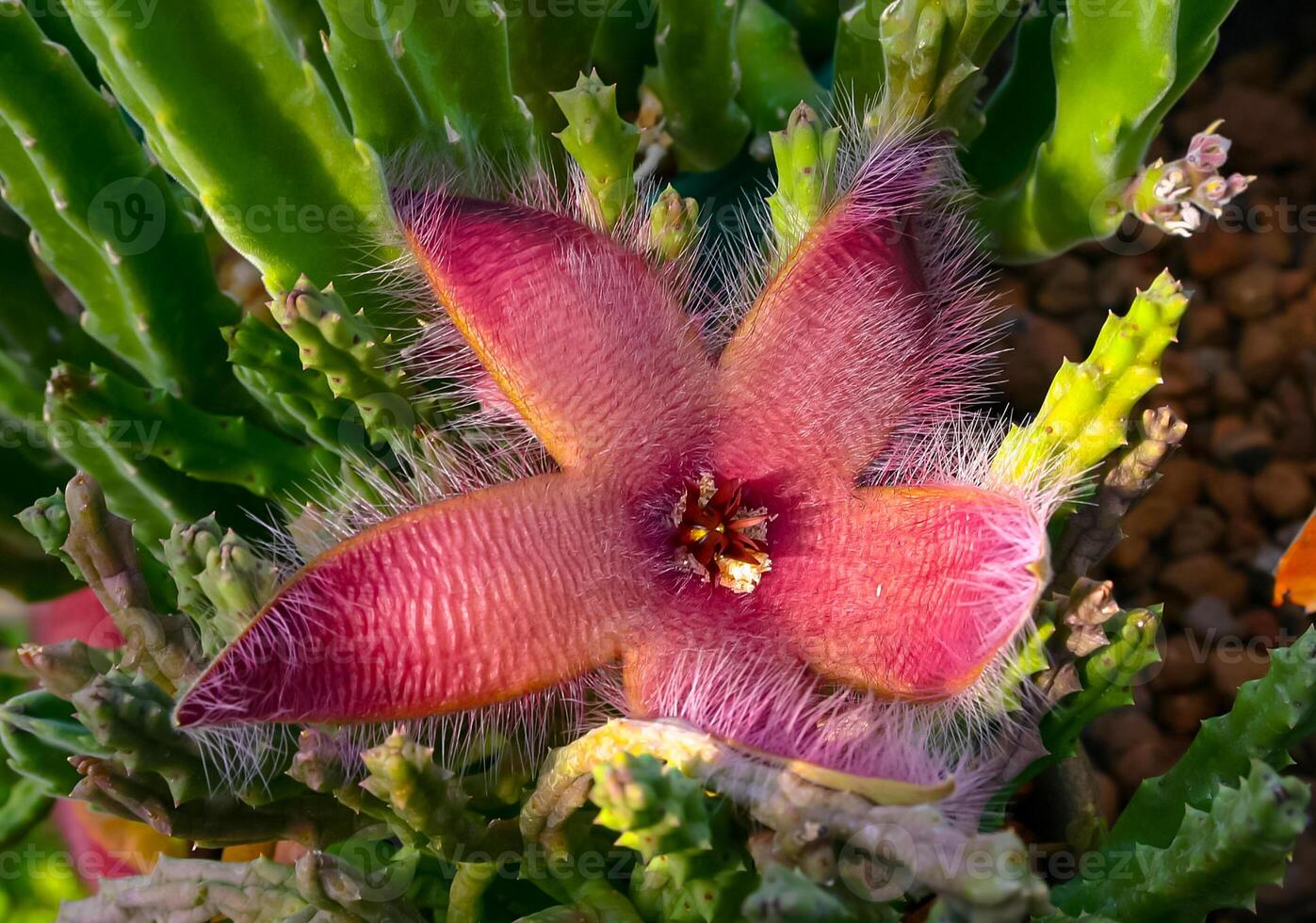 Zulu giant, carrion plant and toad plant Stapelia gigantea, blooms with a large smelly red flower photo