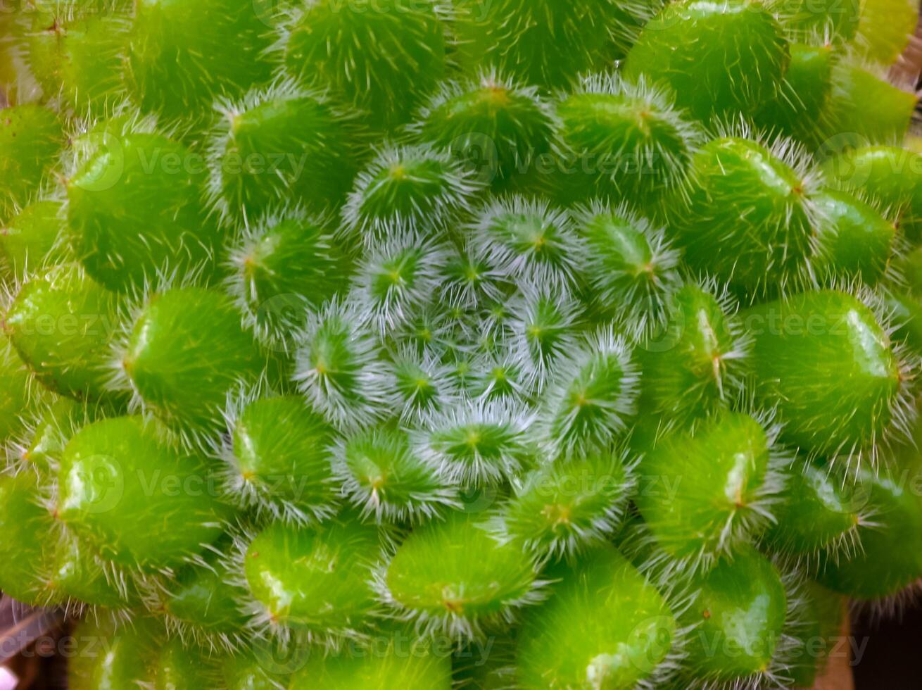 Close-up, succulent leaves of a succulent plant Echeveria sp. in a botanical garden collection photo