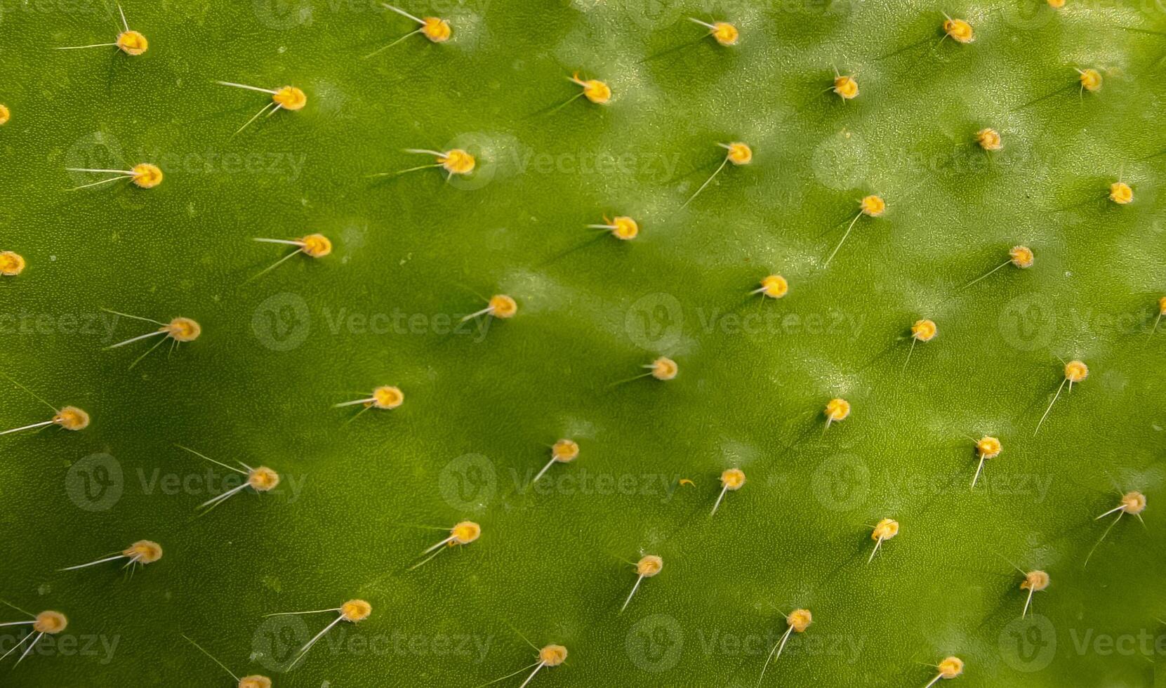 Close-up, spines and glochidia on a flat leaf of Opuntia cactus photo