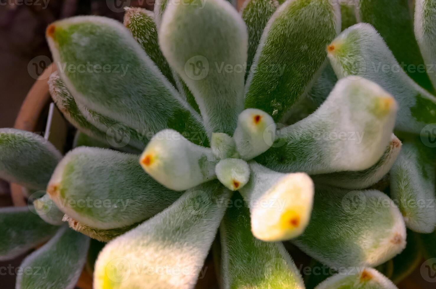 Close-up, succulent leaves of a succulent plant Echeveria sp. in a botanical garden collection photo