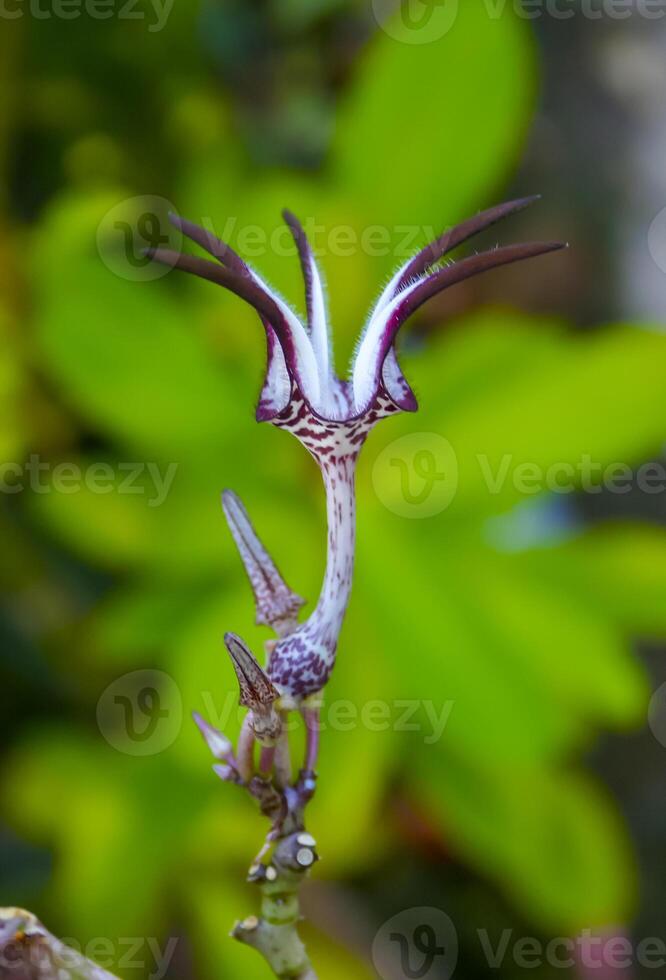 Unusual flower of a succulent plant with succulent leaves Ceropegia sp. photo