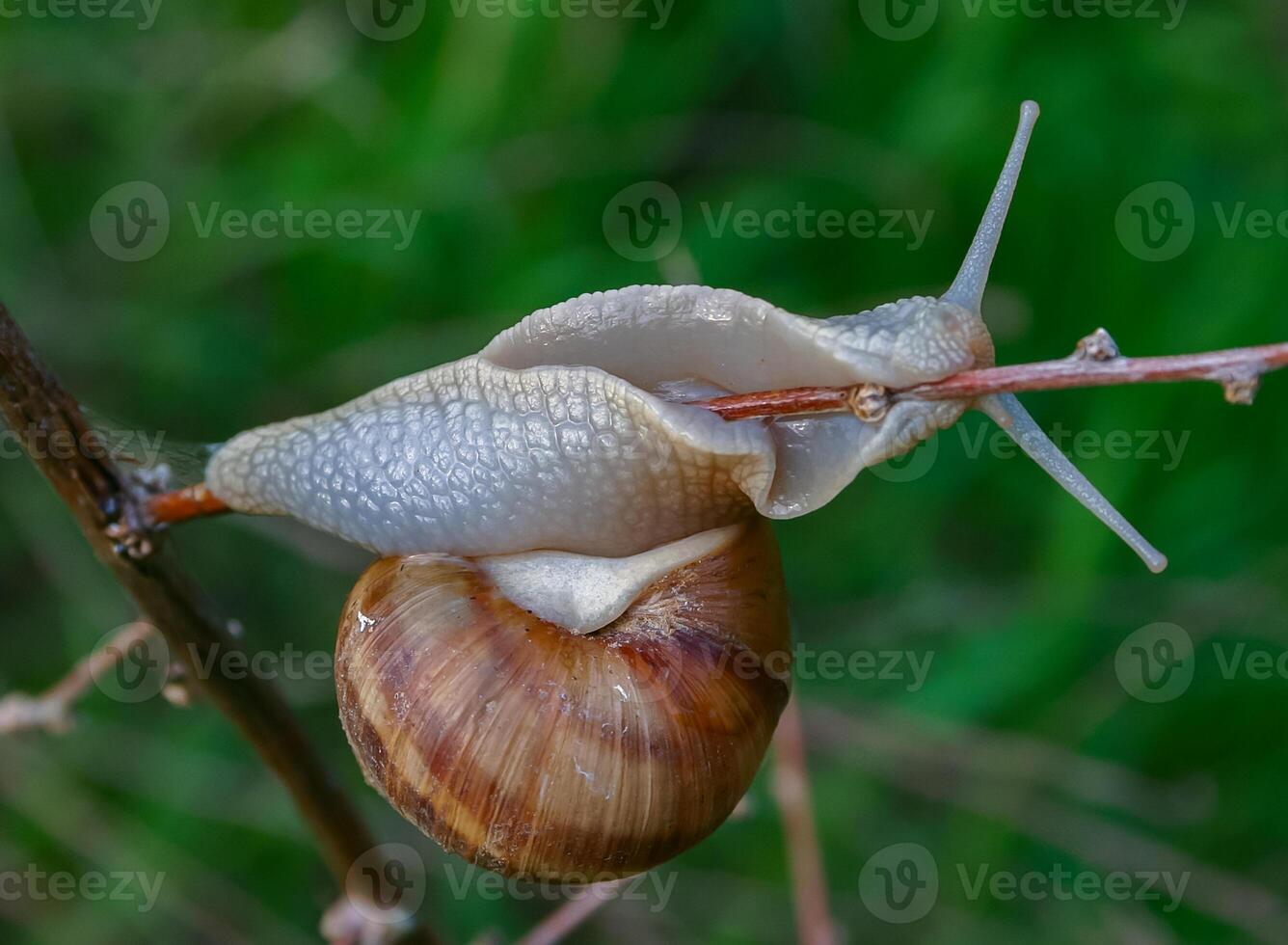 Grape snail Helix pomatia, a gastropod mollusk crawling on a twig photo