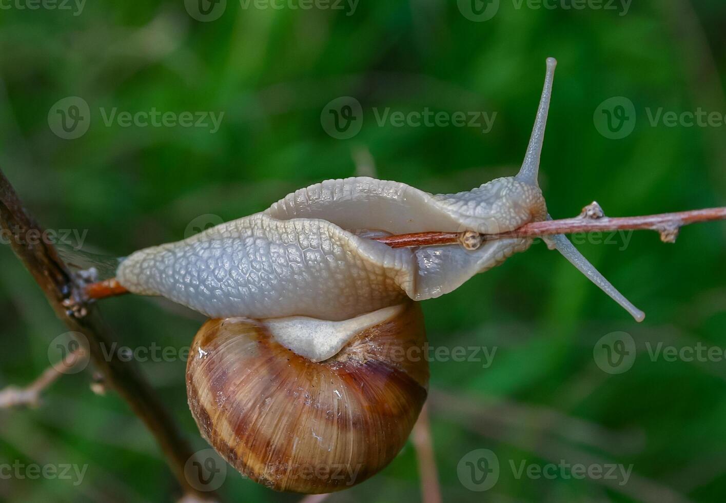 Grape snail Helix pomatia, a gastropod mollusk crawling on a twig photo