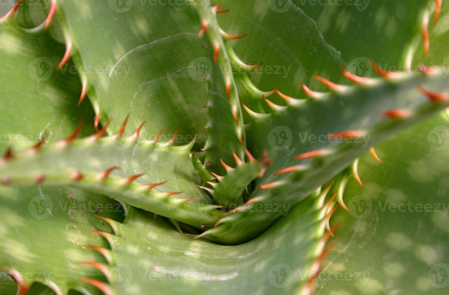 Aloe, a plant with succulent leaves with juice that has medicinal properties photo