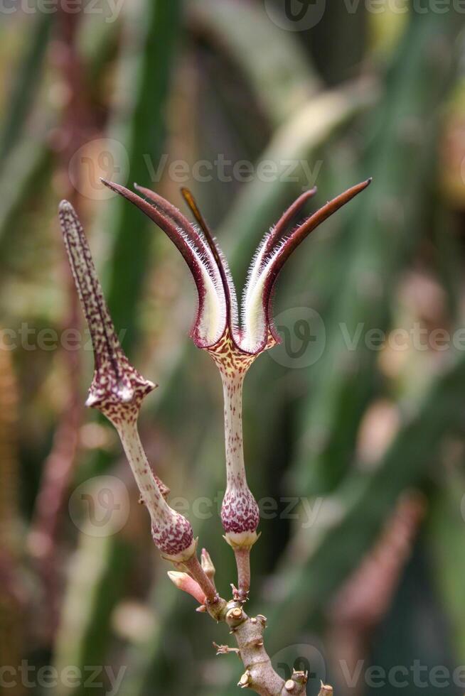 Unusual flower of a succulent plant with succulent leaves Ceropegia sp. photo