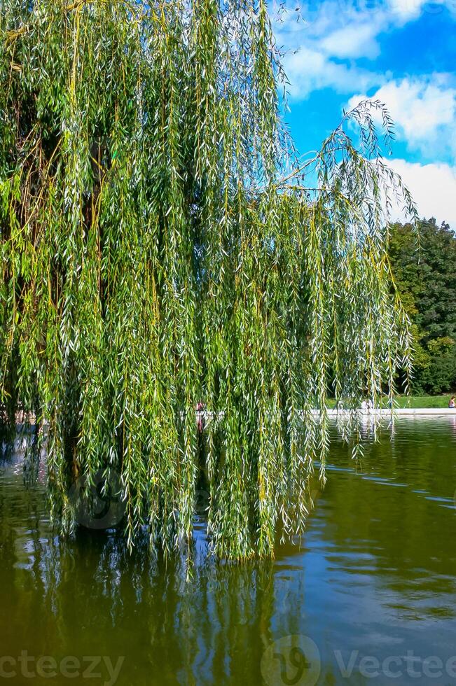 Branches hanging from a tree into the water with weeping willow leaves photo