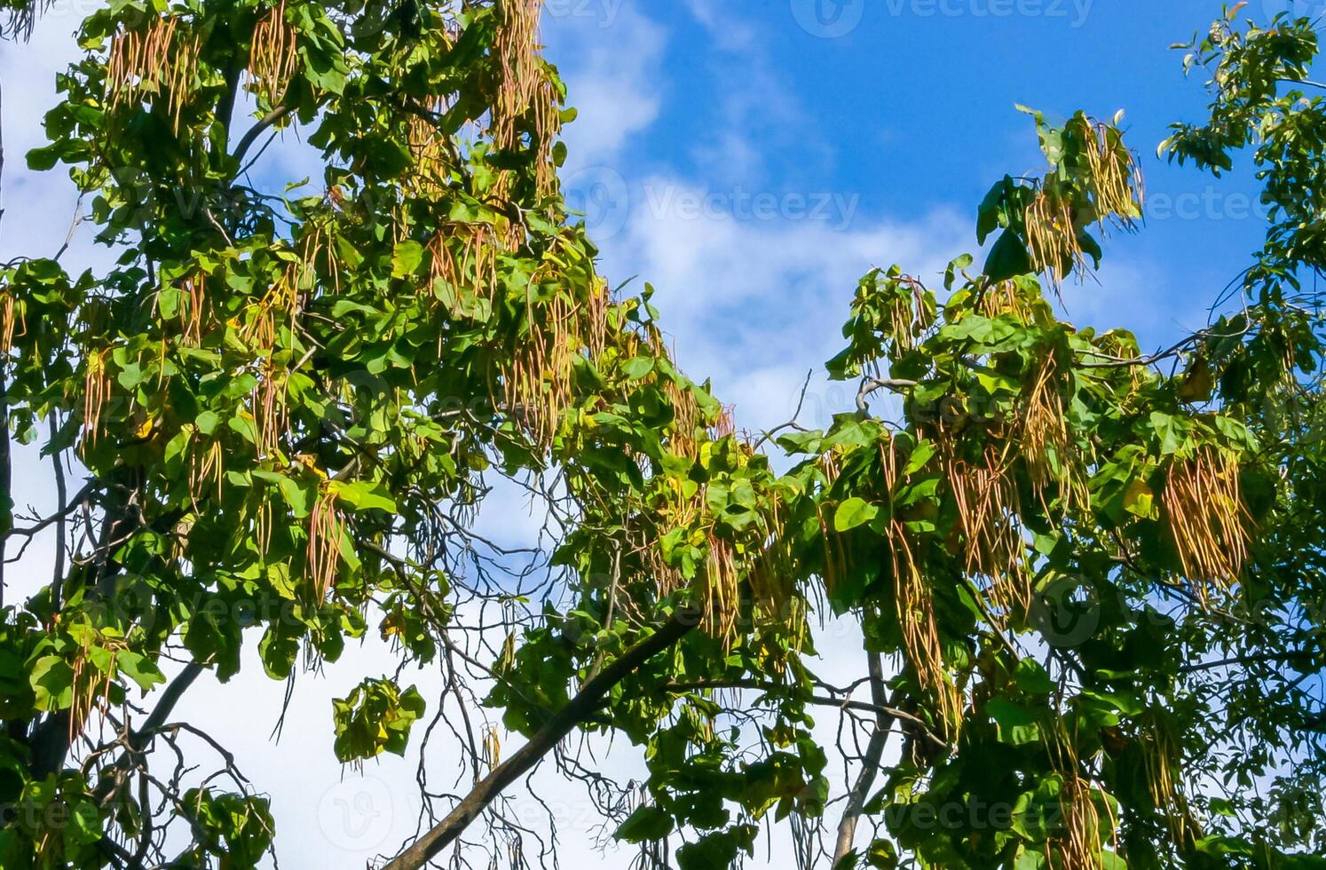 Fruits hanging from the tree catalpa or catawba, is a genus of flowering plants in the family Bignoniaceae photo