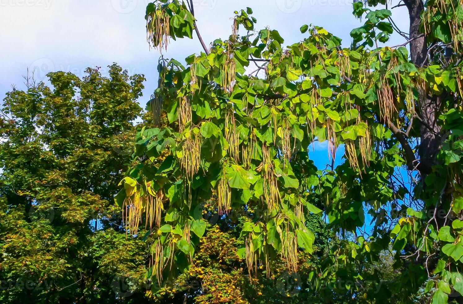 Fruits hanging from the tree catalpa or catawba, is a genus of flowering plants in the family Bignoniaceae photo