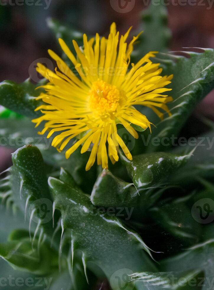 Succulent plant with succulent leaves Faucaria tigrina photo