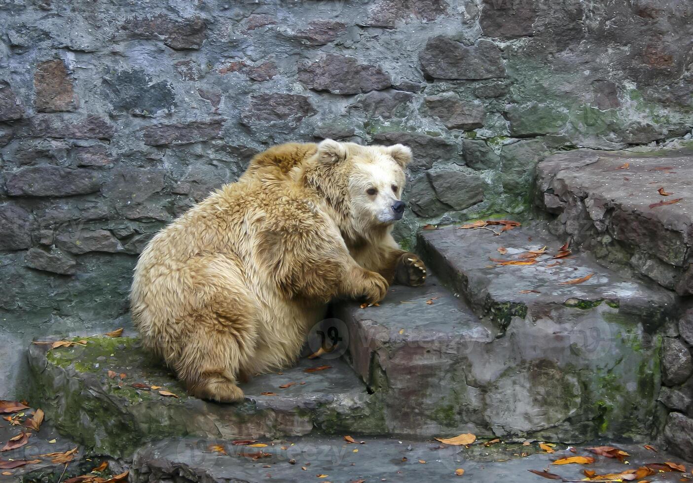 Big albino bear resting in the wild photo