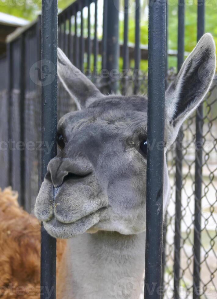 Close-up, llama's head between the fence bars in the zoo photo
