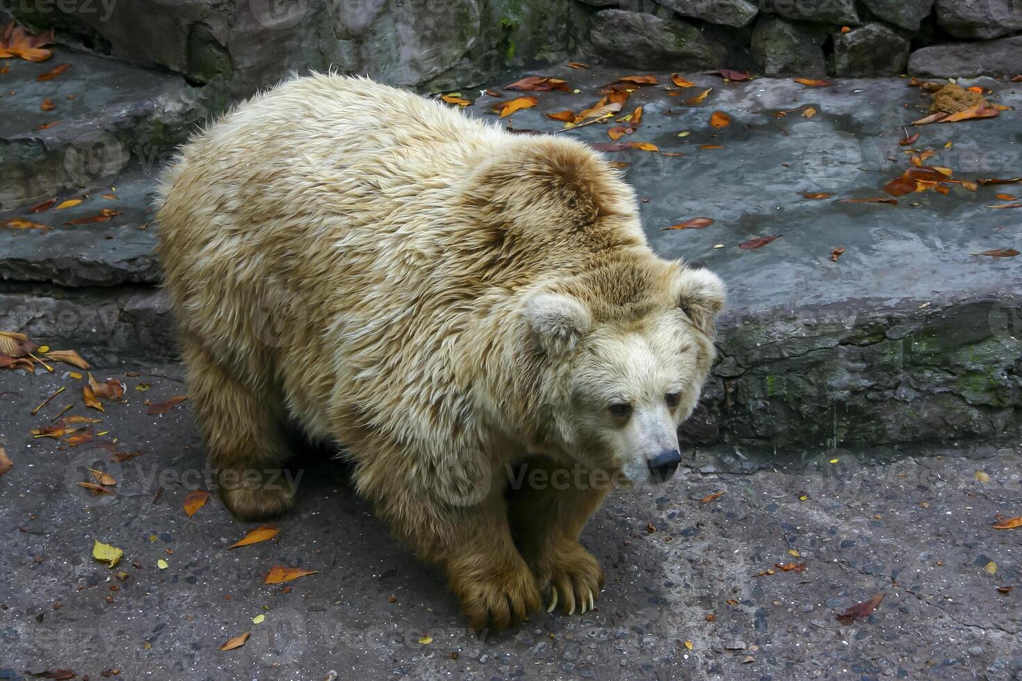Big albino bear resting in the wild photo