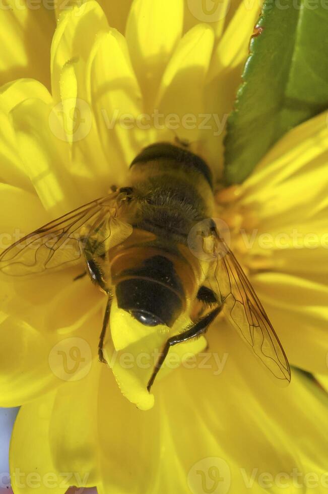 Eristalis tenax Hoverfly syrphidae on a yellow flower photo