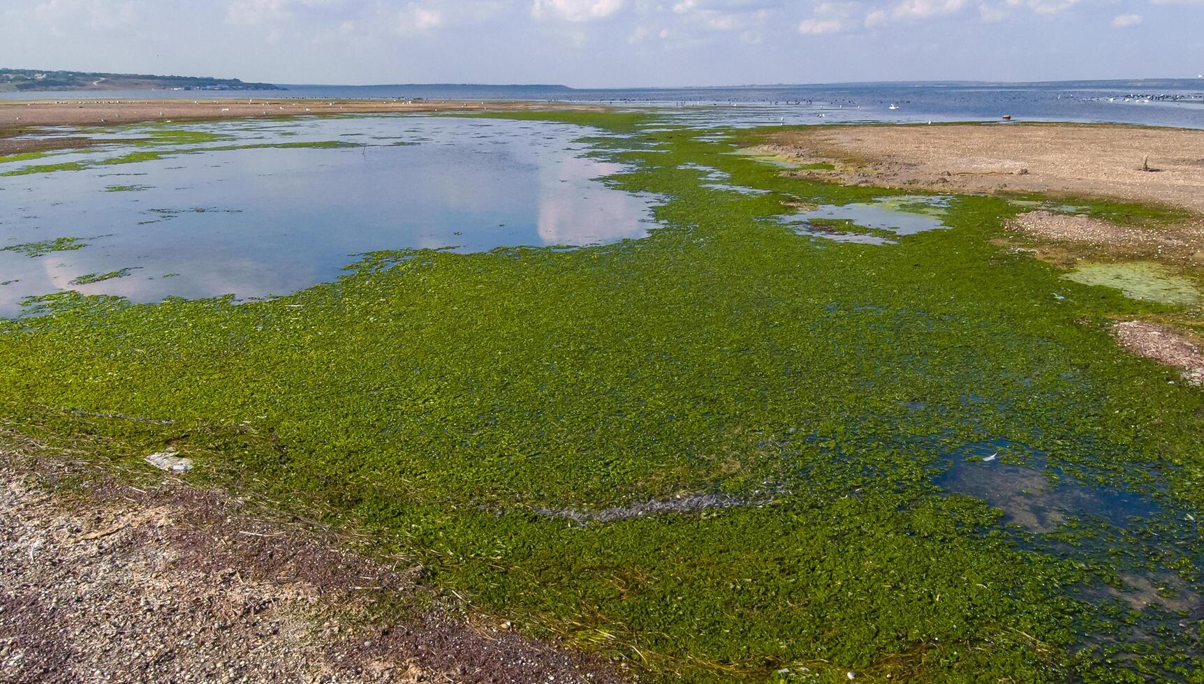 A large accumulation of green algae Ulva and Enteromorpha in a shallow estuary, eutrophication in the sea photo