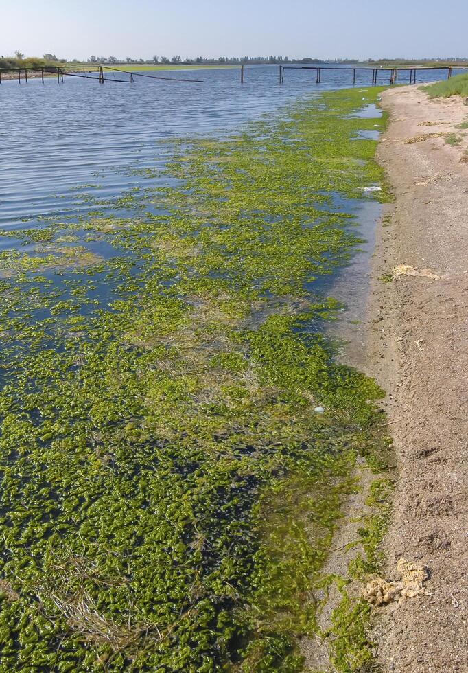 A large accumulation of green algae Ulva and Enteromorpha in a shallow estuary, eutrophication in the sea photo