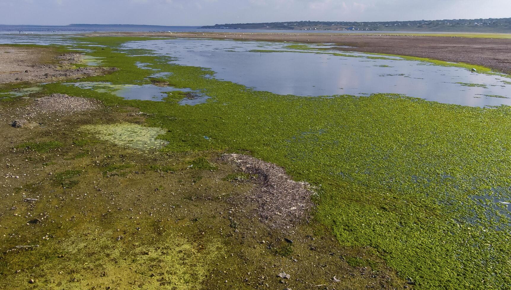 A large accumulation of green algae Ulva and Enteromorpha in a shallow estuary, eutrophication in the sea photo