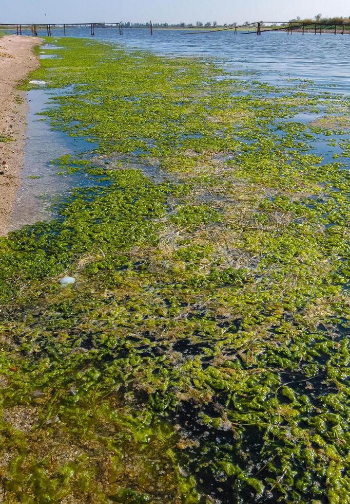 A large accumulation of green algae Ulva and Enteromorpha in a shallow estuary, eutrophication in the sea photo