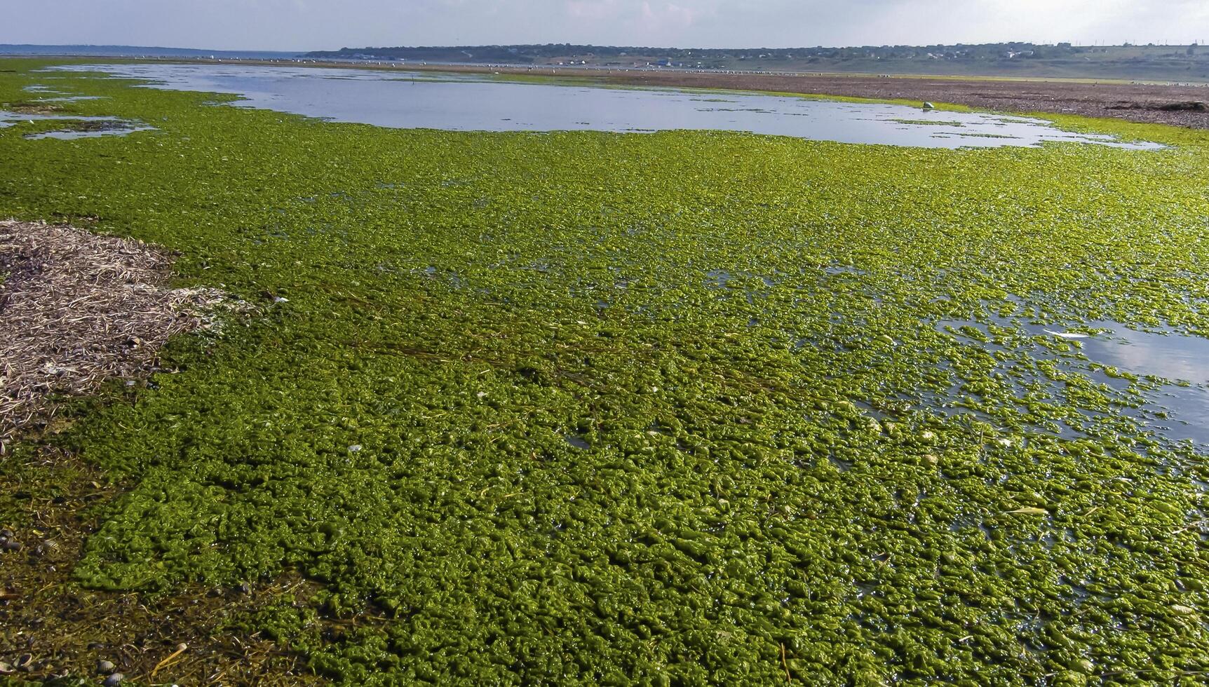 A large accumulation of green algae Ulva and Enteromorpha in a shallow estuary, eutrophication in the sea photo
