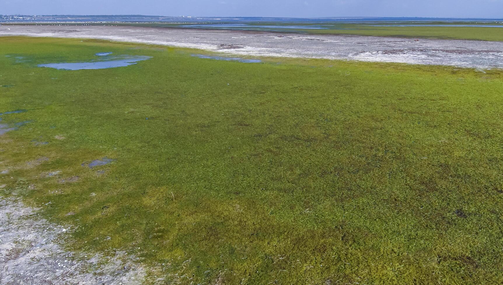 A large accumulation of green algae Ulva and Enteromorpha in a shallow estuary, eutrophication in the sea photo