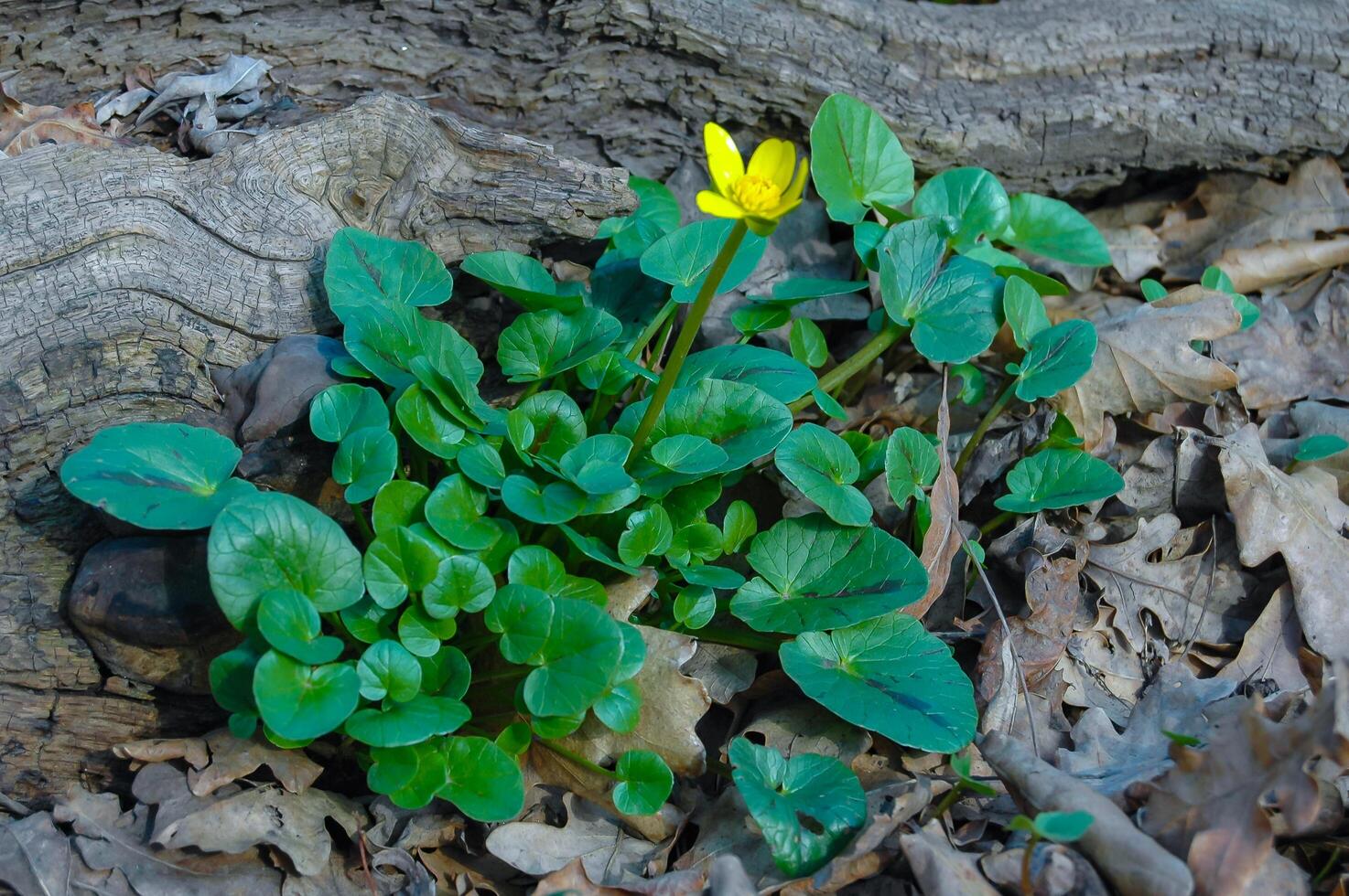 Ficaria verna, an invasive species of herbaceous plant that blooms with yellow flowers photo