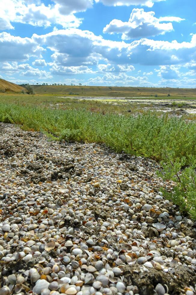 Bivalve mollusk shells washed ashore in the Tiligul estuary by a storm photo