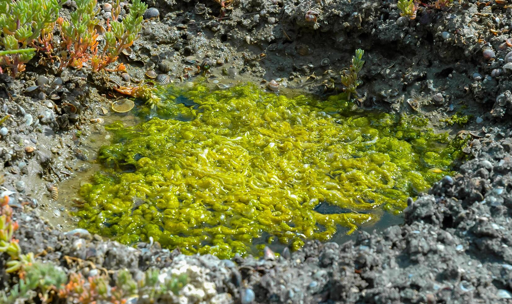 Green algae in the tidal zone and puddles on the shore of the Tiligul estuary, Ukraine photo