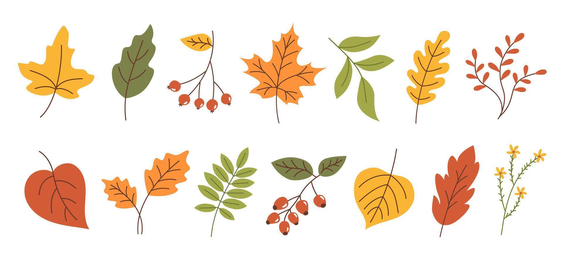 Set of various autumn leaves and berries in simple flat style vector