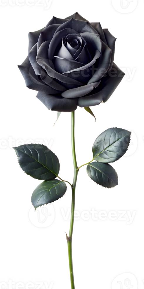 Elegant black rose flower stalk floral with green leaves, isolated transparent file png