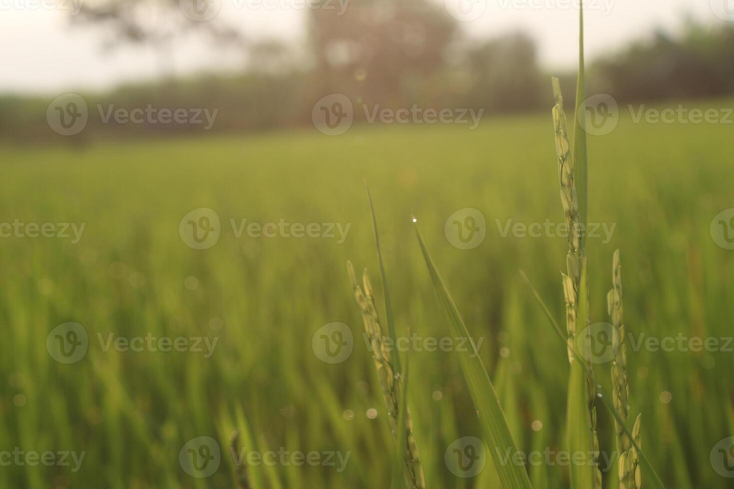 Beautiful Padi Padi Rice Fields in Asian Indonesian village in the morning at sunrise photo