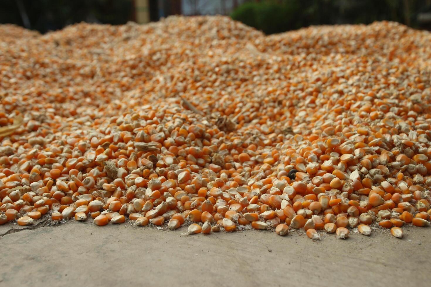 close up of yellow corn seeds can be use as background photo