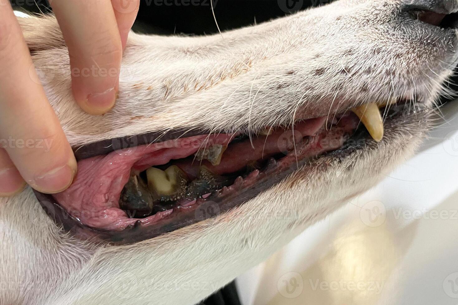 Dogs have problems with Oral cavity, limestone, Gingivitis, Tooth decay. Checking dog teeth, Selective focus. Care of dog teeth close-up. Macro of open dog mouth photo
