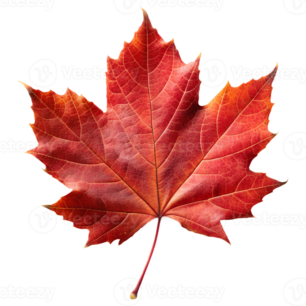 bright red maple leaf isolated transparent png