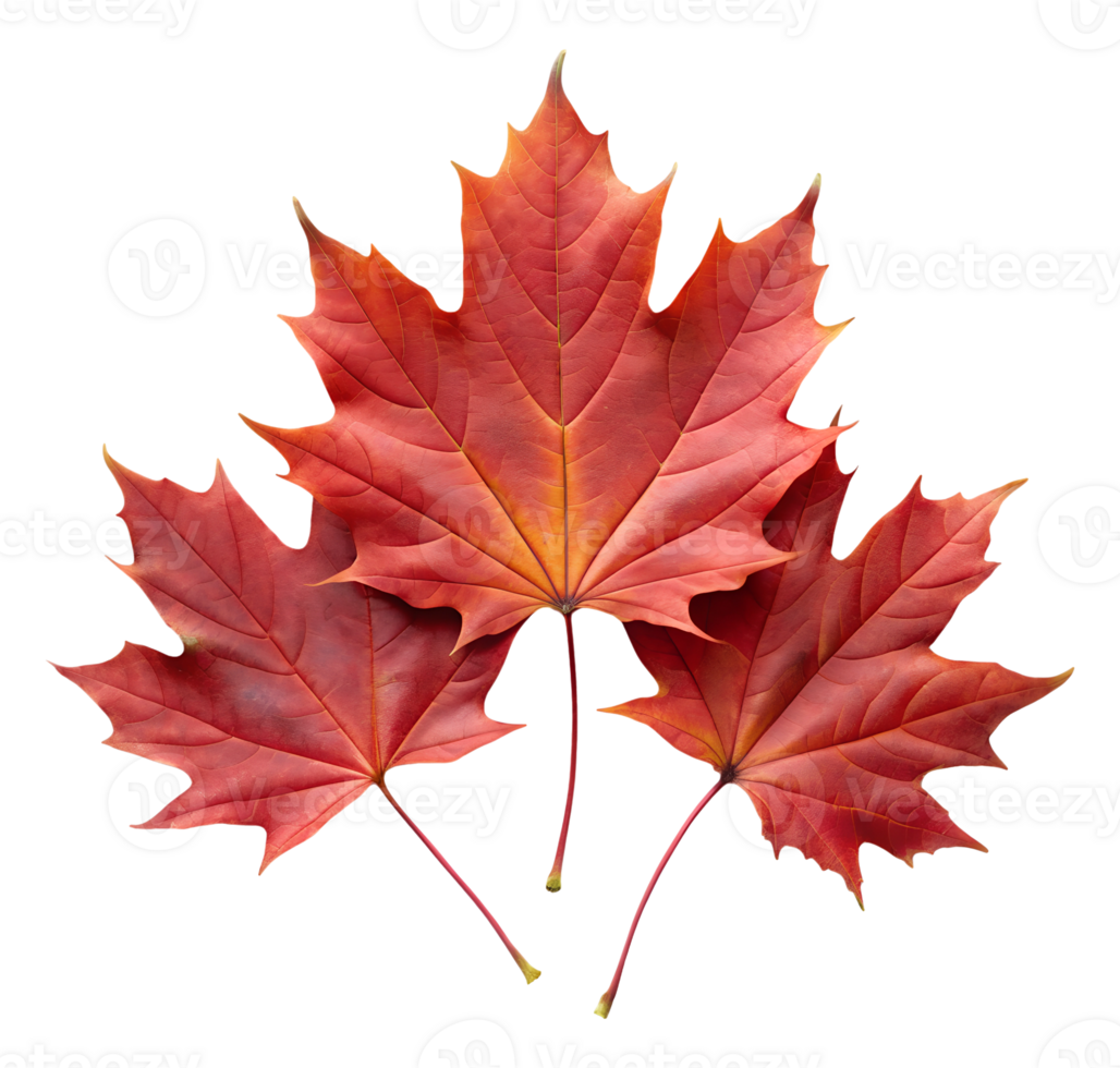 three red maple leaves cluster isolated transparent png