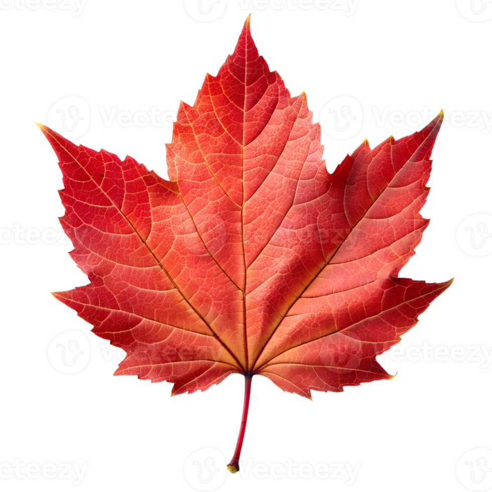 red maple leaf with autumn colors transparent png