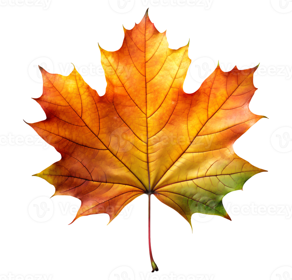 vivid orange maple leaf close-up transparent png