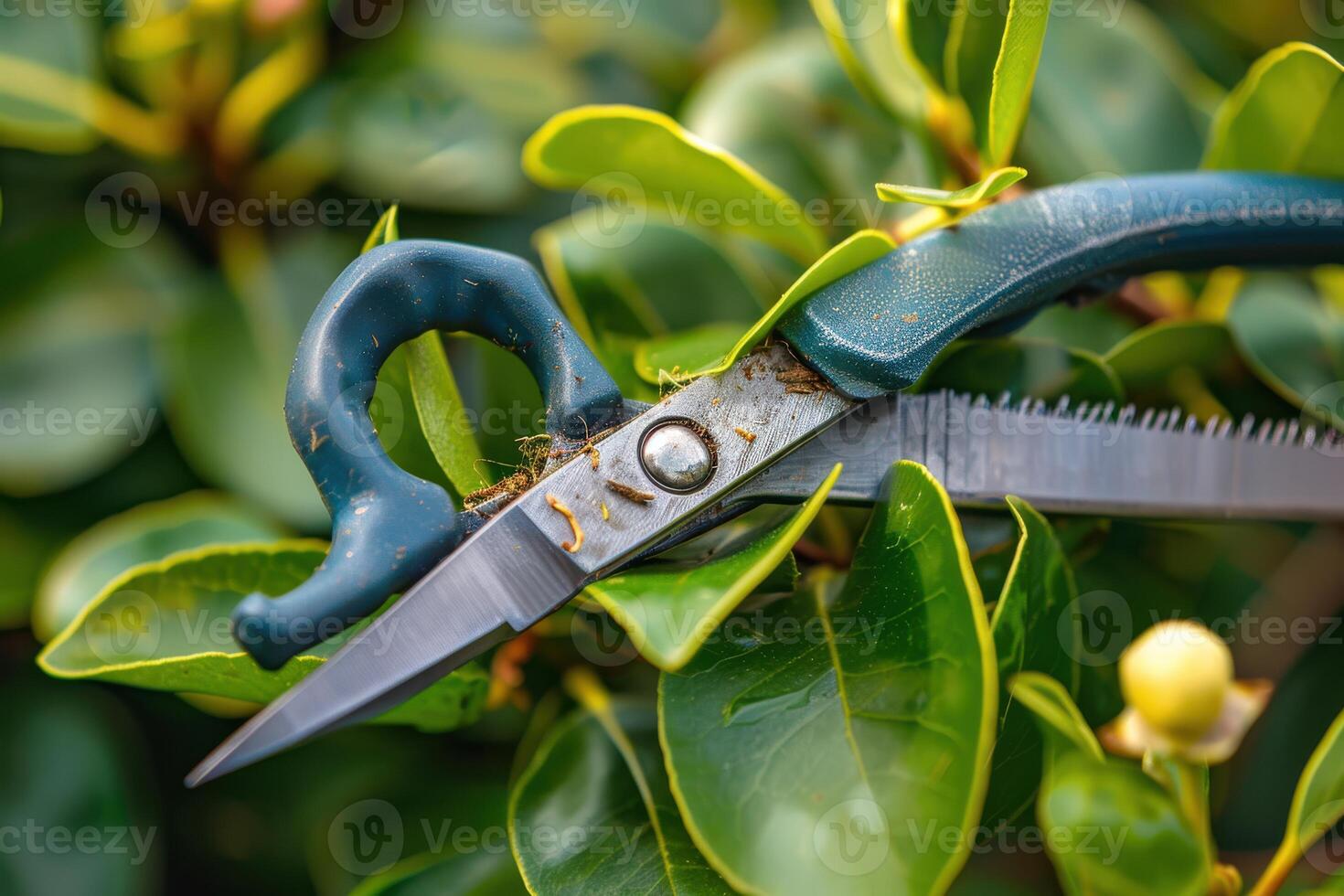Pruning shears cutting through green foliage in a lush garden during spring photo