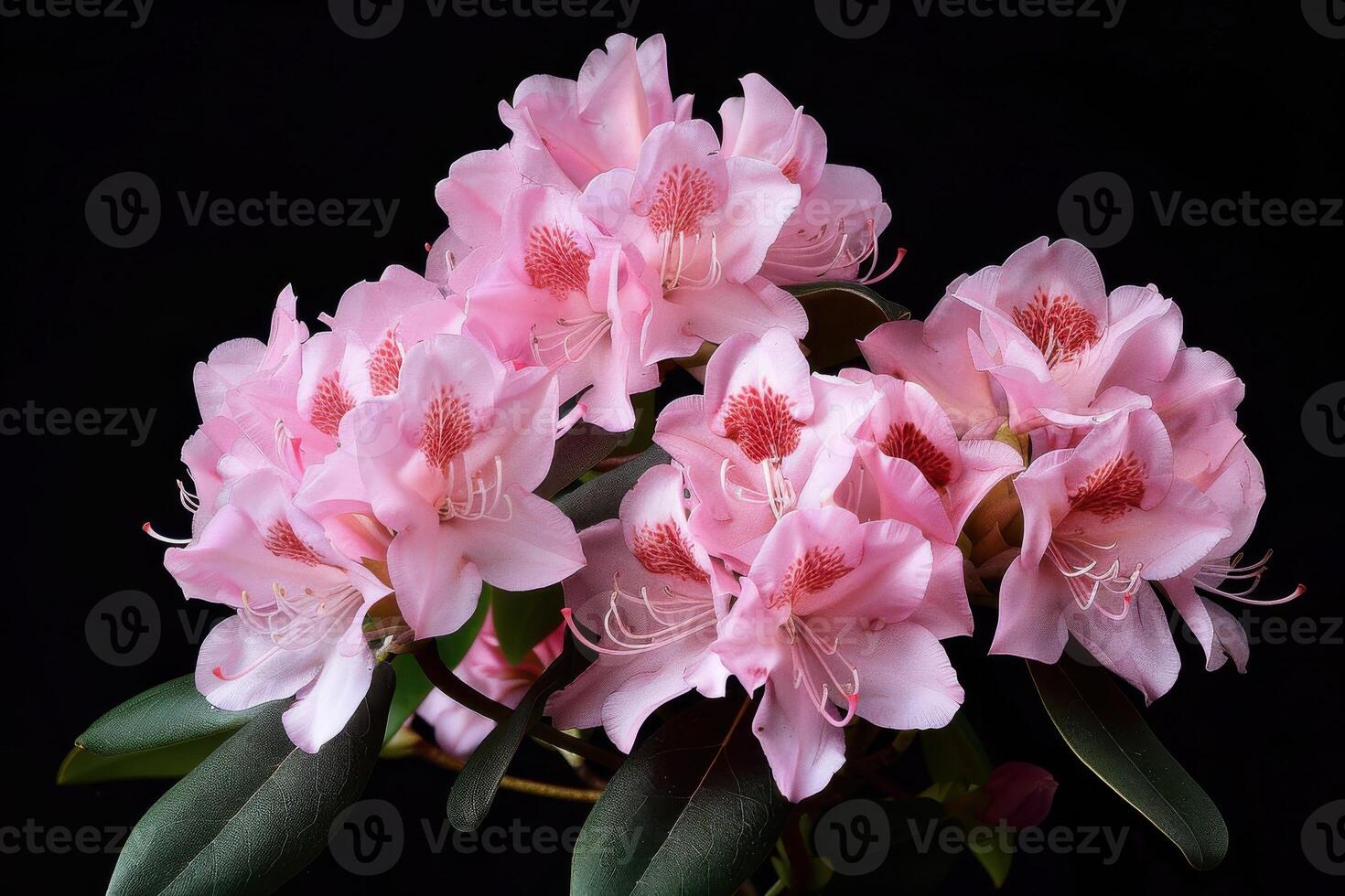 Beautiful pink rhododendron flowers blooming against a dark background showcasing spring colors photo