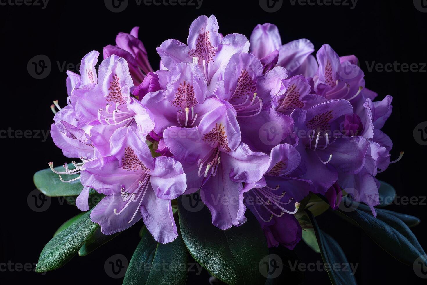 Purple rhododendron blossoms arranged elegantly against a dark background in a close-up view photo