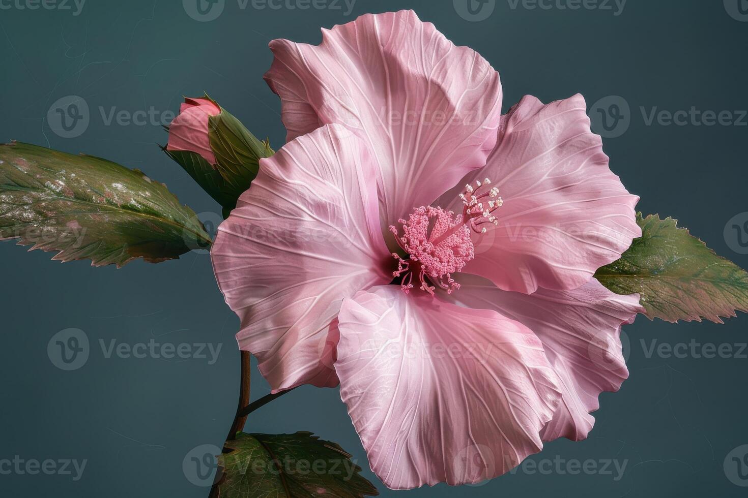 Delicate pink hibiscus flower displaying intricate petals against a teal background photo