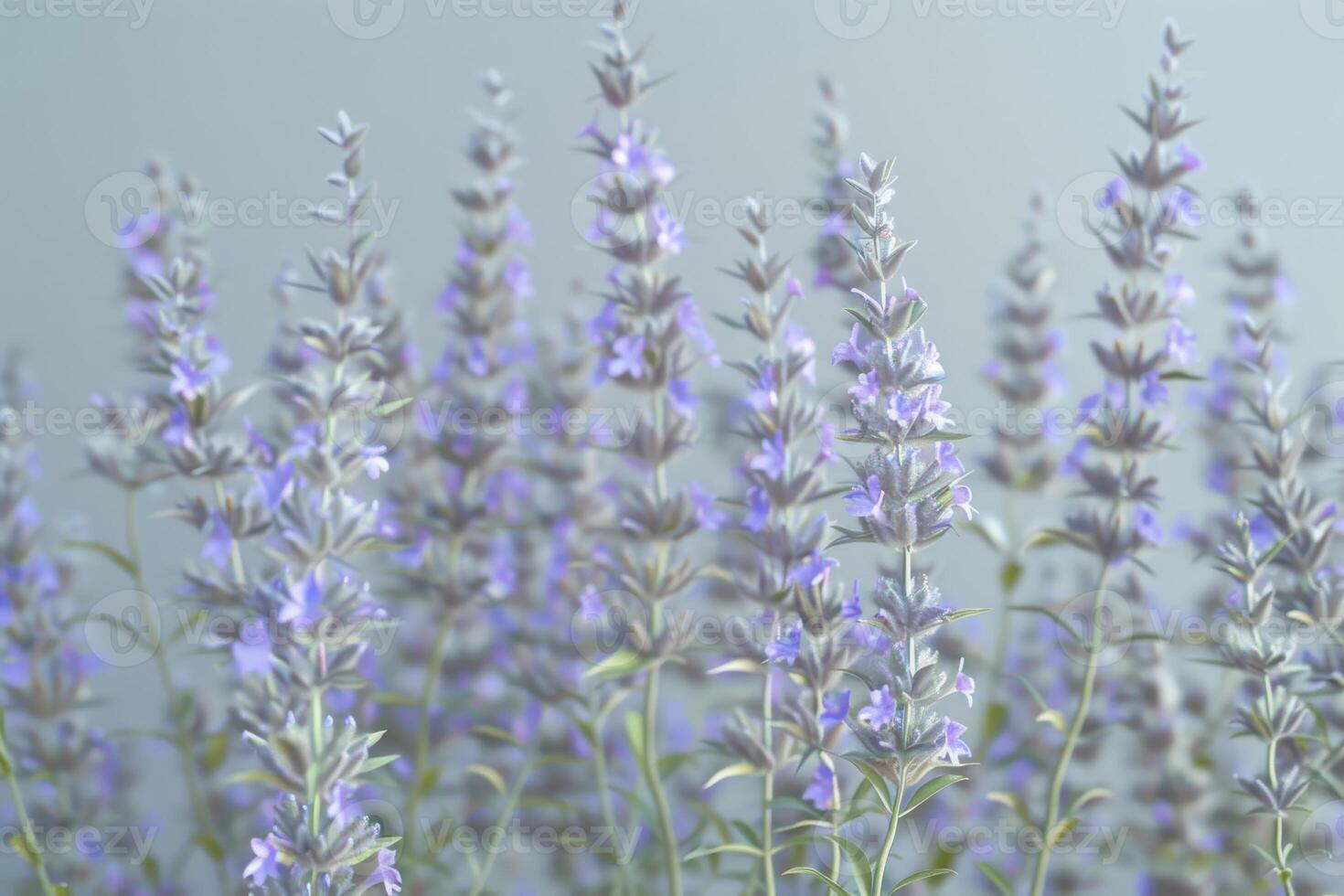 Lavender flowers blooming in a serene garden setting during a quiet afternoon in springtime photo