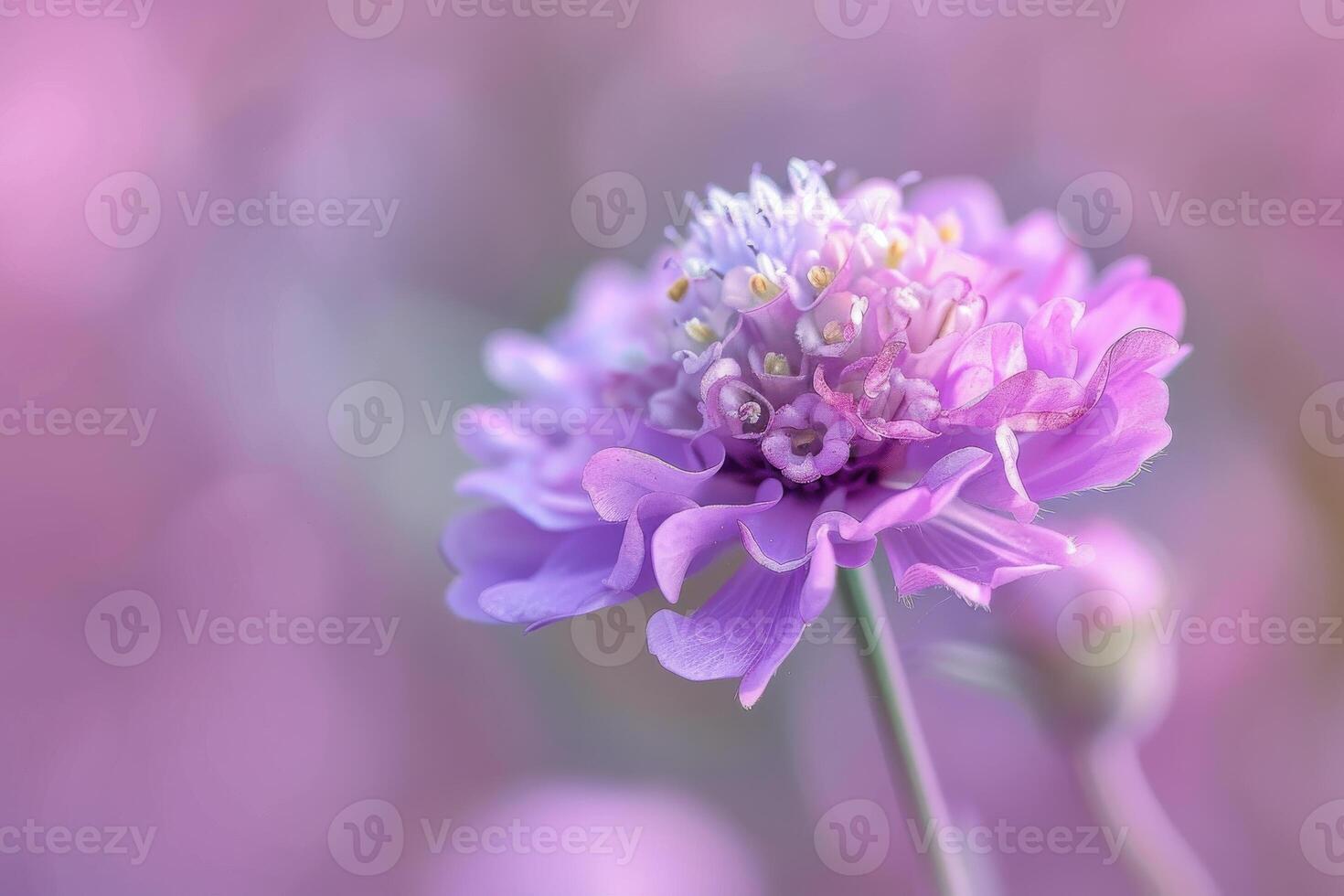 A delicate purple flower blooms in a serene garden setting during golden hour light photo