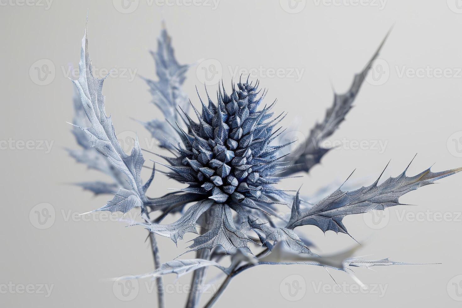 Unique thistle plant with spiky leaves set against a soft gray background in natural light photo