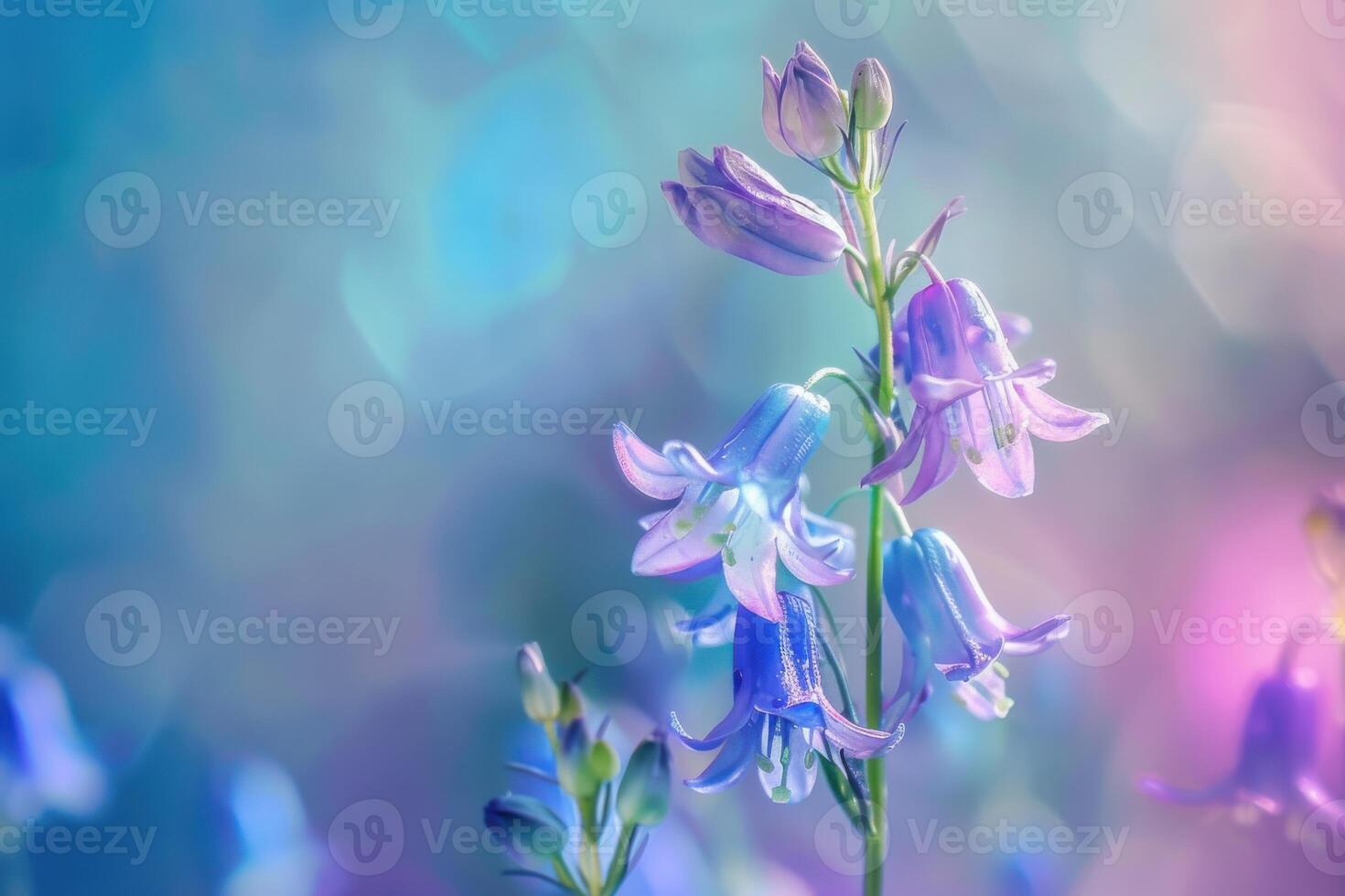 Colorful bellflowers blooming in a tranquil garden during the spring season photo