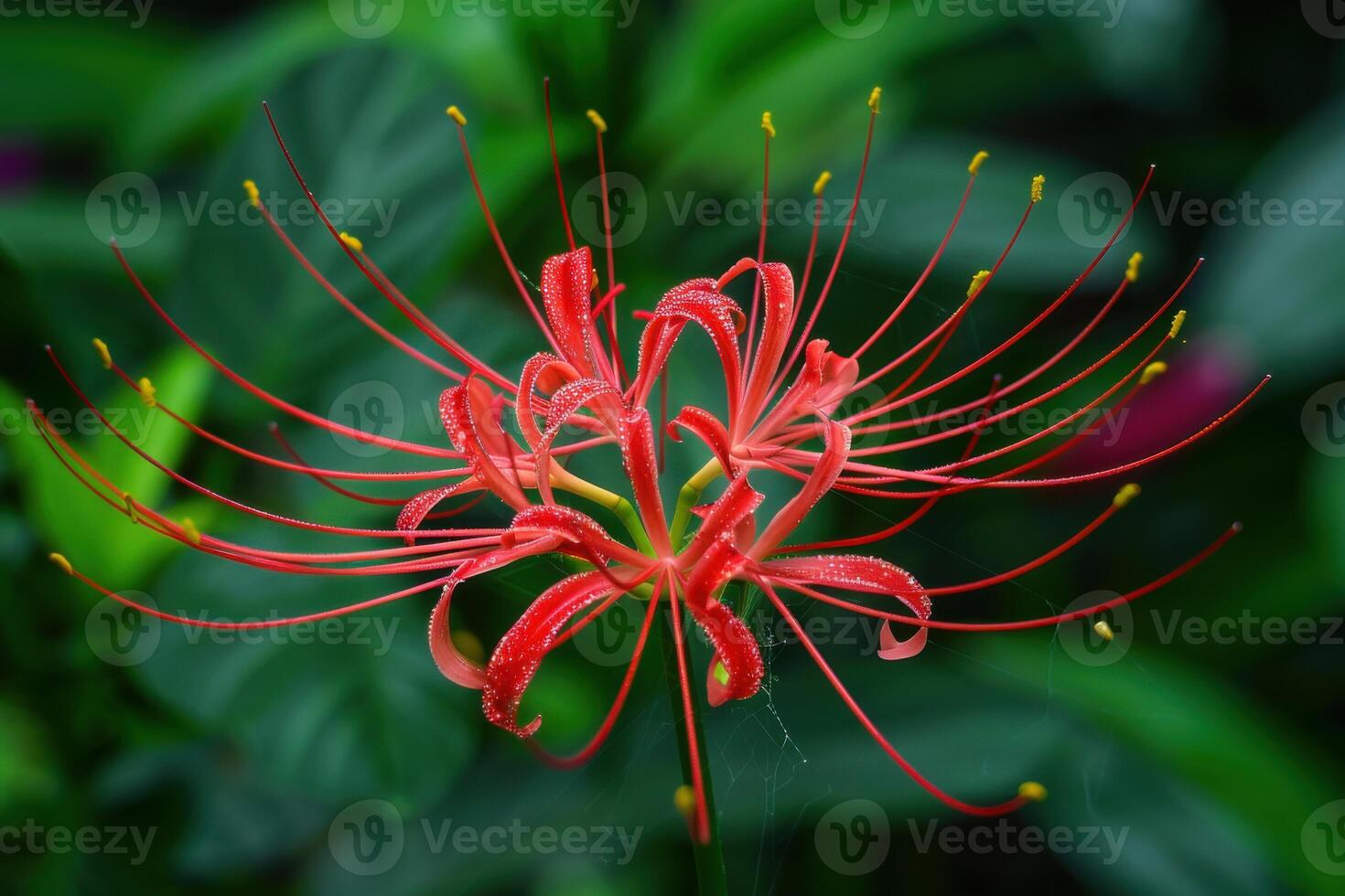 Beautiful red spider lily blooming in a lush green garden during late spring afternoon photo