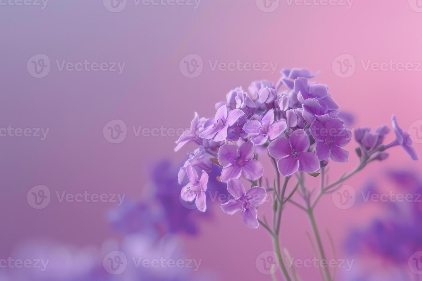 Delicate purple flowers bloom softly against a pastel background in tranquil morning light photo