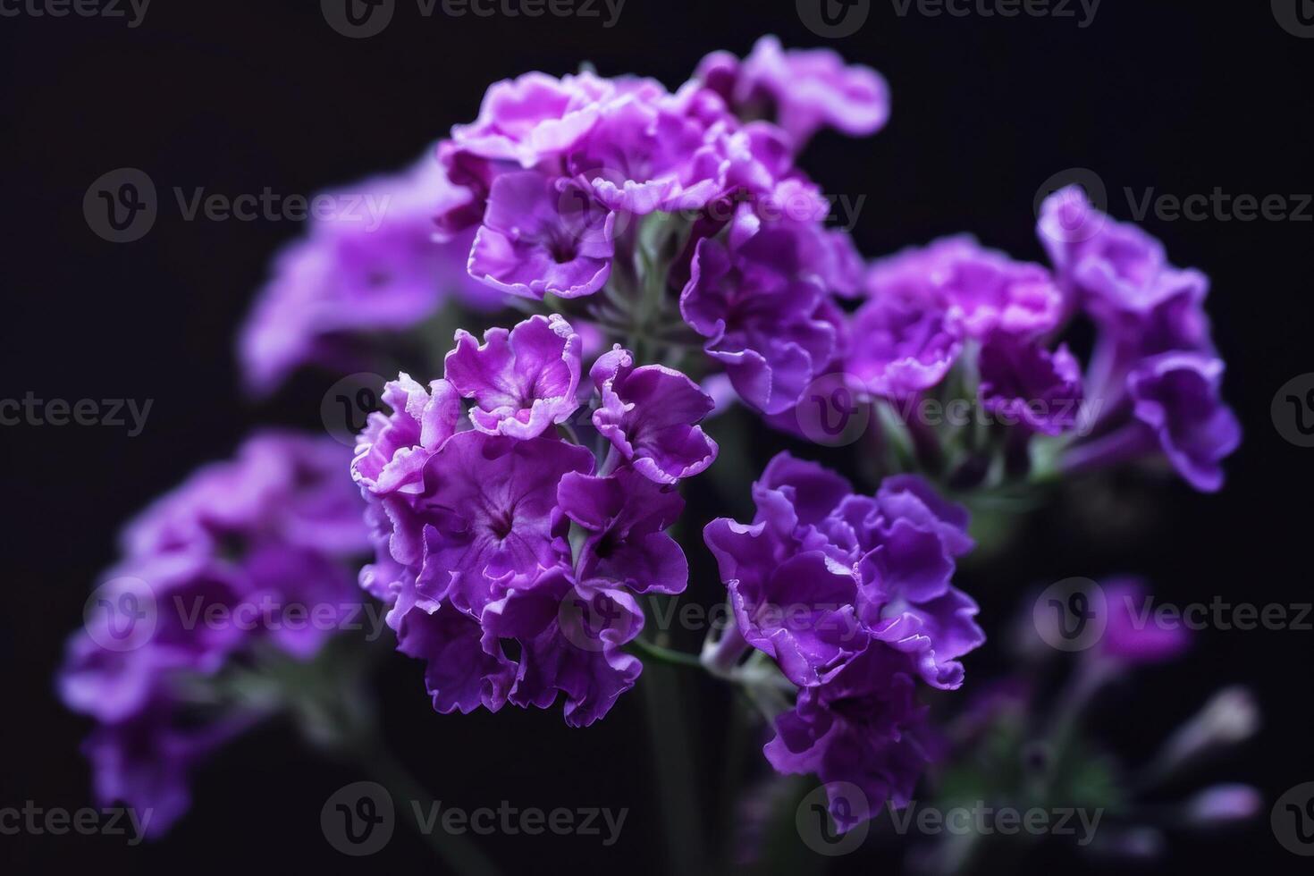 Beautiful purple flowers blooming against a dark background in a close-up view during twilight photo