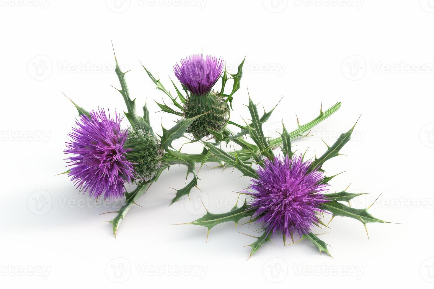 Vibrant purple thistle flowers with sharp thorns arranged on a white background photo
